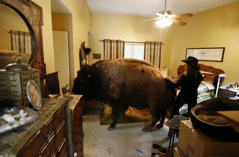 Craigslist Buffalo